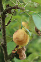 Obraz premium Rotten apple damaged by disease on the tree in the orchard. Apple fruit with brown spots. Fungal Disease Monilia fructigena on apple fruit