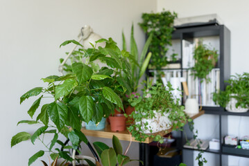 Apartment corner with many home plants in different pots on table, chairs and floor. Home garden