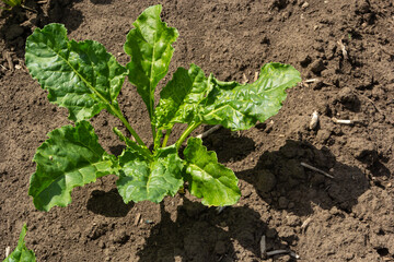 Agricultural scenery of of sweet sugar beet field. Sugar beets are young. Sugar beet field