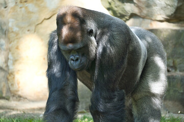 Gorilla, Silver back. The herbivorous big ape is impressive and strong.