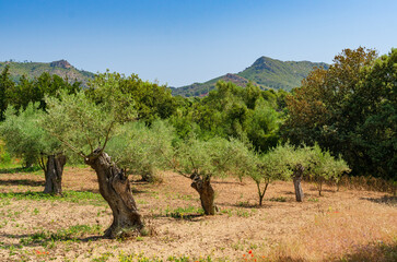 Olivenbäume im Landesinneren von Mallorca