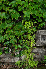Green ivy and vine-like ferns crawling on a wall, close-up 9