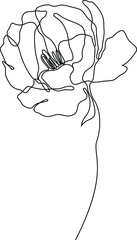 Peony flower isolated vector illustration. Vector wildflower for background. Abstract botanical art. Simple minimalist art. Continuous line drawing.