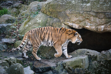 Siberian tiger. Elegant big cat. endangered predator. white,black,orange striped fur