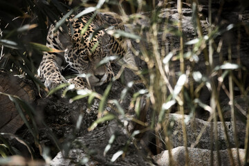 Jaguar lying behind grass. spotted fur, camouflaged lurking. The big cat is a predator.