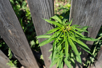 hemp bush. narcotic wild plant