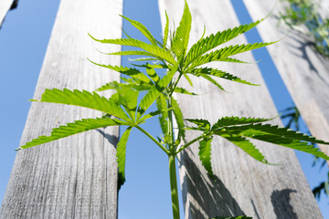 cannabis leaves against the sky