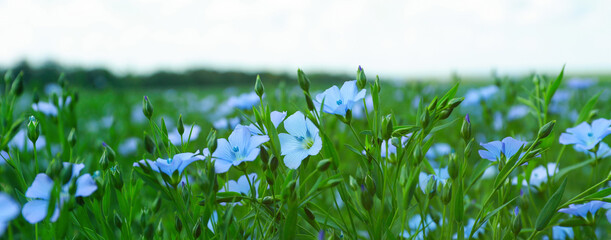 Many beautiful blooming flax plants in field. Banner design © New Africa