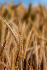 golden wheat field