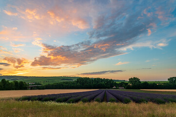 sunset over the field of lavender