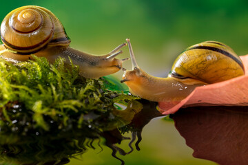 two cute snail friends whisper in green dreamy background