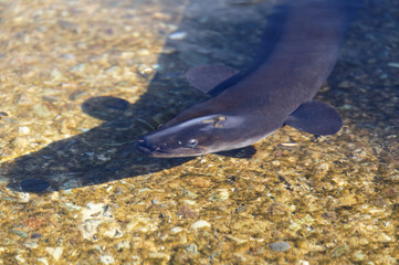 A long fin eel has come into the shallows