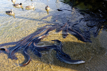 A group of longfin eels at Lake Lake Rotoiti in Nelson Lakes, New Zealand