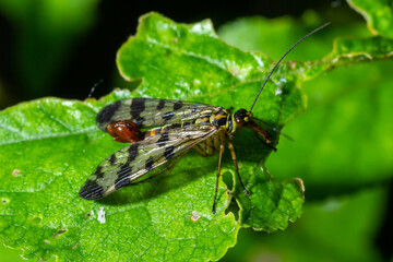 Panorpa communis is the common scorpionfly a species of scorpionfly. Its are useful insects that eat plant pests