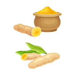 Fresh ginger root and powder set. Aromatic herbal plant vector illustration
