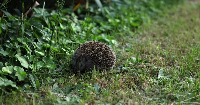Camera closing up to small hedgehog in the evening