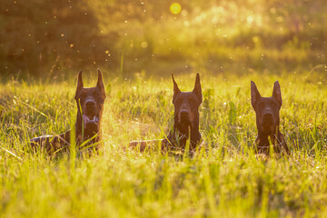 three Dobermans in the grass at sunset. photo in the background light