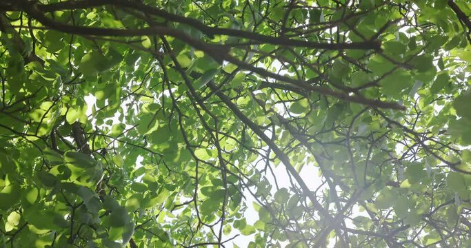 Rich green leaves of a tree waving in wind