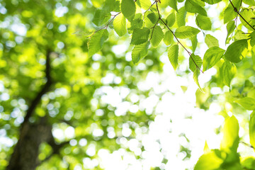 Upward glance to sun rays shines through forest trees. Scattered sunlight that filters through...