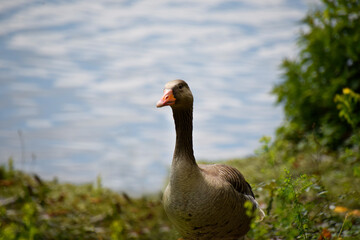 Goose at the sea