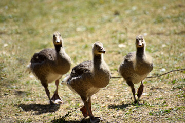 Goose kids