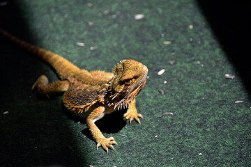 Bearded Dragon in the sun