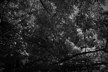   black and white photo of   leaf  trees in the garden  