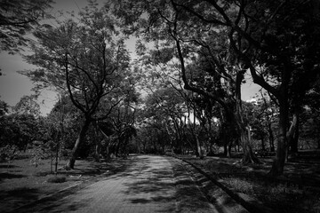   black and white photo of trees in the garden  