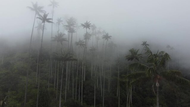 Cocora valley in fog