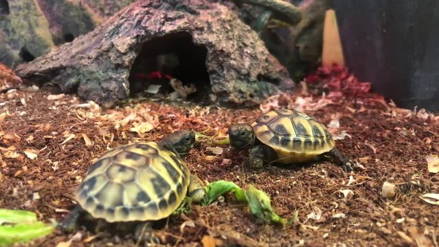 Two little turtles live in the terrarium. Turtle family, reptile concept