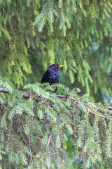 Amsel in der Schweiz