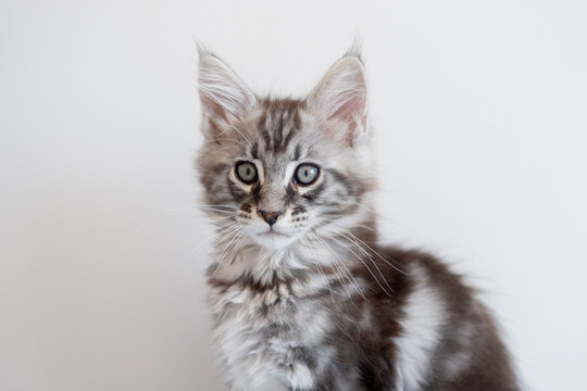 Maine Coon kitten on a beige background. Pedigree cat is a pet.
