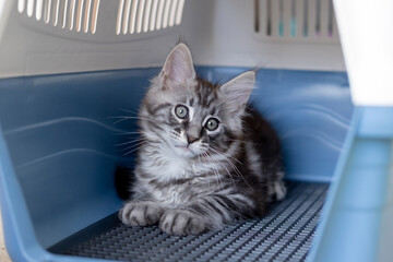 Maine Coon kitten in a travel box. Pedigree cat is a pet.