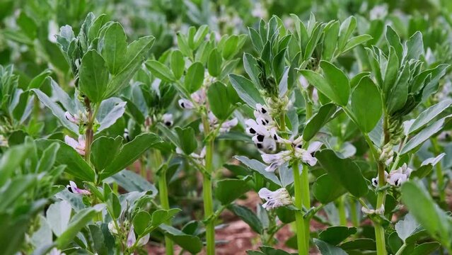 Closeup of blooming vicia faba plants on farm field. Cultivation of organic legumes