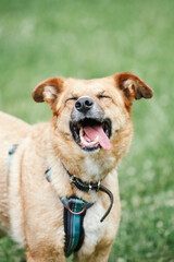 A happy and funny dog stands and squints in the sun. She's hot and she sticks out her tongue. Summer. Vertical frame.