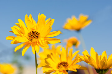 Obraz premium White daisies close-up in a vase. Warm sunlight, soft focus, macro yellow stamens. The concept of tenderness, purity, and innocence. Fragile romantic flowers.Healing wildflowers for natural cosmetics.