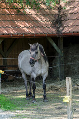 Koń  © wedrownik52