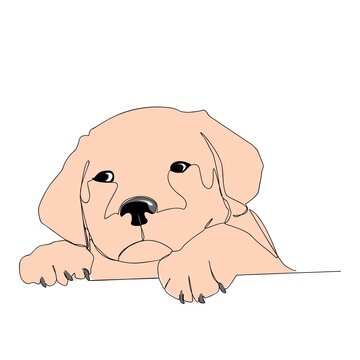 Vector image of an dog labrador on white background. One line drawing.