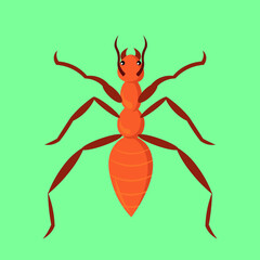 Termite white ant top view