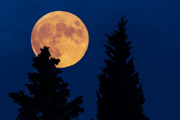 Fototapeta na wymiar Tree silhouettes and full Moon with evening sky.