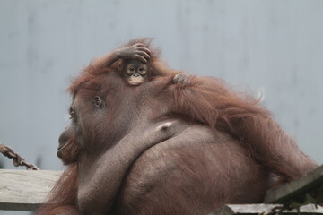 A little orangutan playing on its mother's shoulder