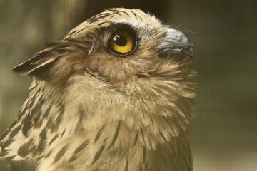 beautiful face of an owl