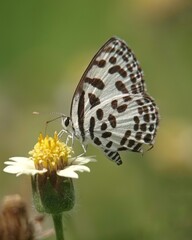 butterfly on flower