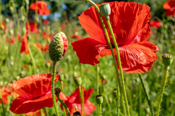 Fototapeta premium Klatschmohn