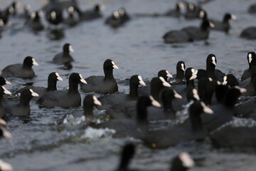 Lakeside and Sakarmeke (Fulica atra) birds and ducks living in the lake