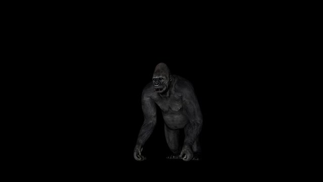 Gorilla Angry Front animation.Full HD 1920×1080.5 Second Long.Transparent Alpha video.LOOP.