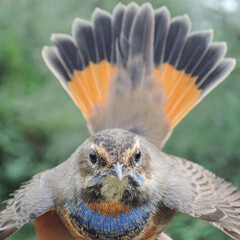 Bluethroat closeup