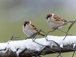 Tree sparrows on a snowy fence