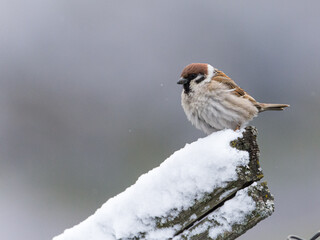 Tree sparrow in the snow