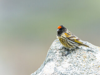 Red-fronted Serin in the rocks